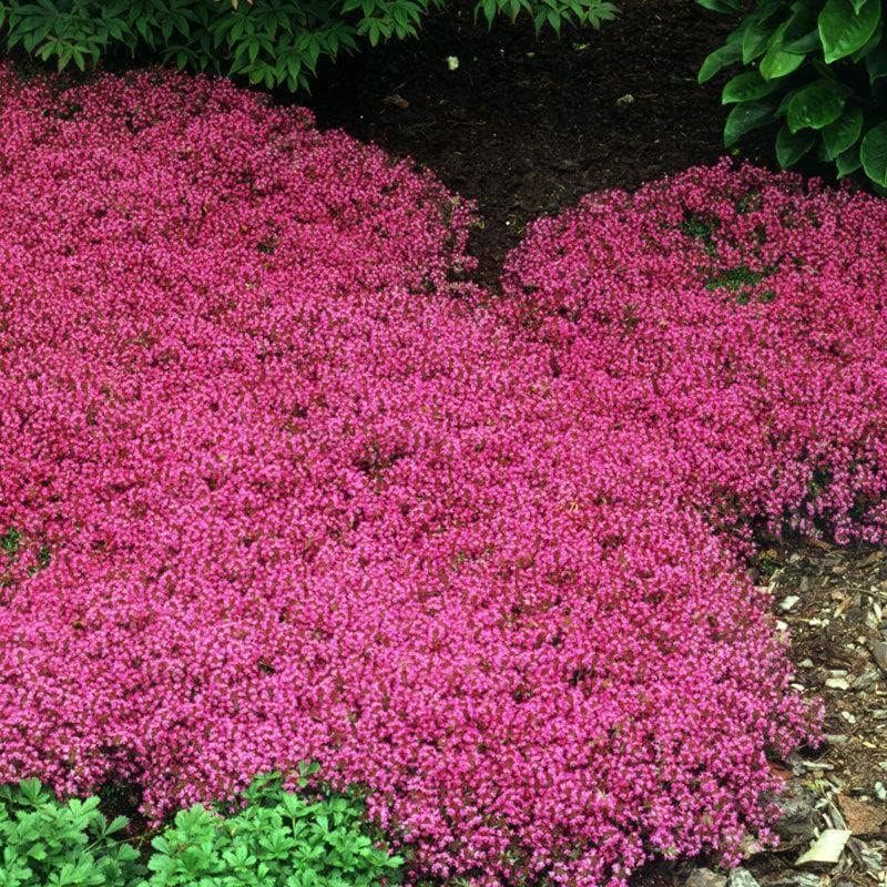 PureThyme Creeping Thyme Seeds Non-GMO