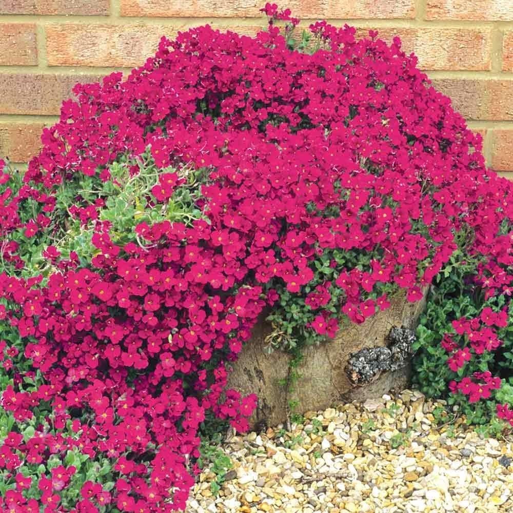PureThyme Creeping Thyme Seeds Non-GMO
