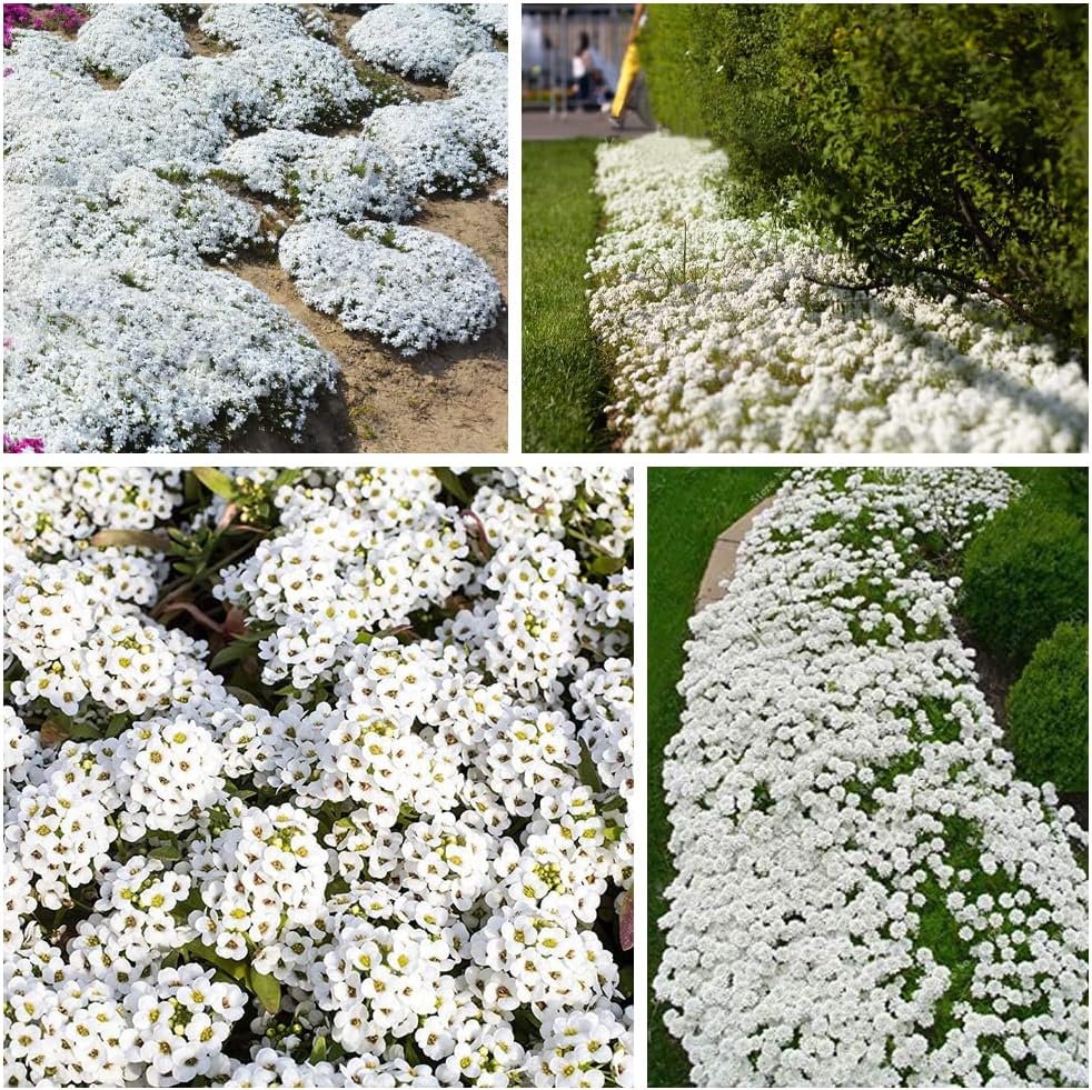 PureThyme Creeping Thyme Seeds Non-GMO