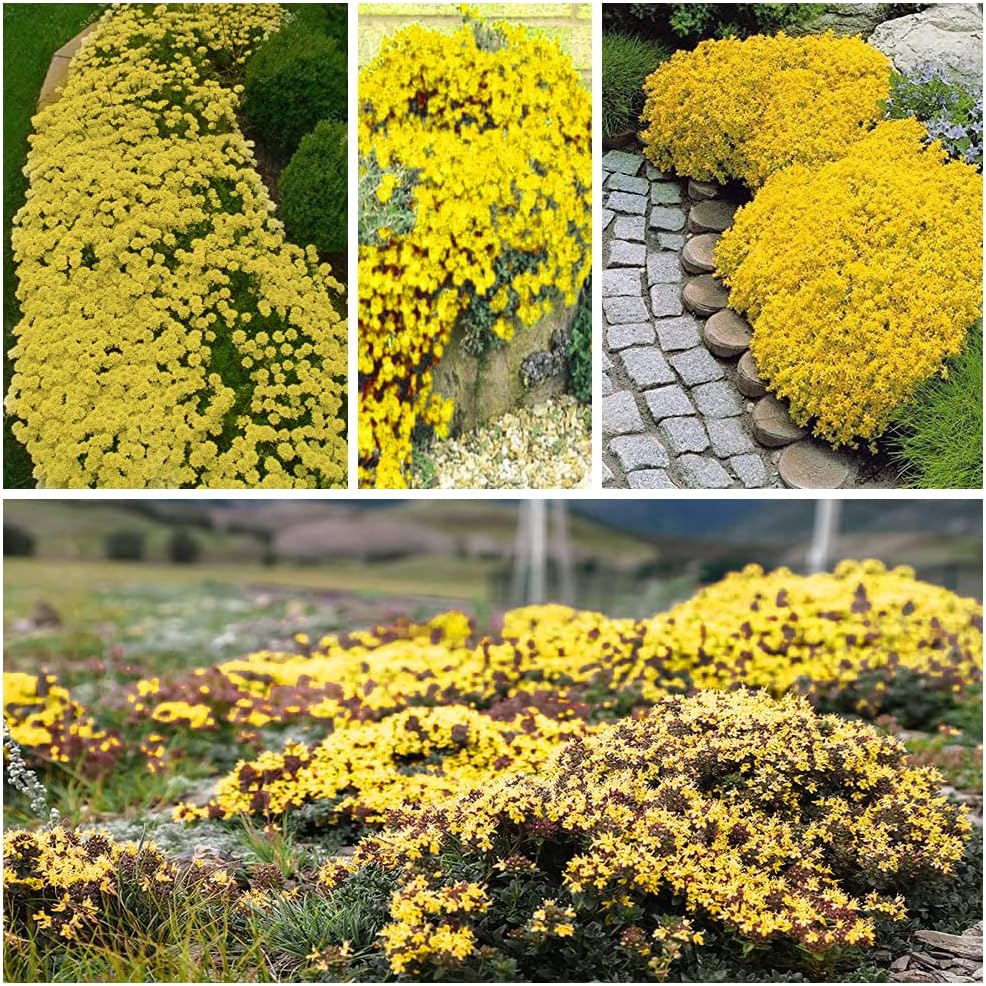 PureThyme Creeping Thyme Seeds Non-GMO