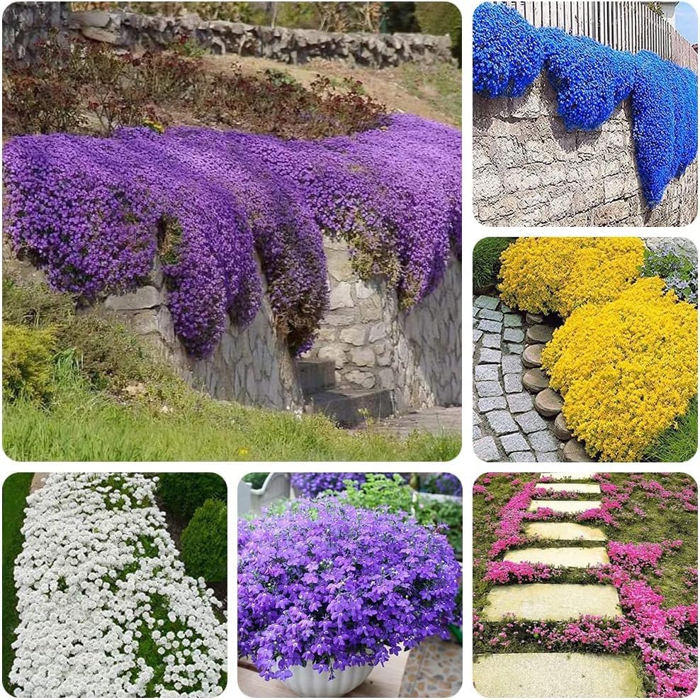 PureThyme Creeping Thyme Seeds Non-GMO