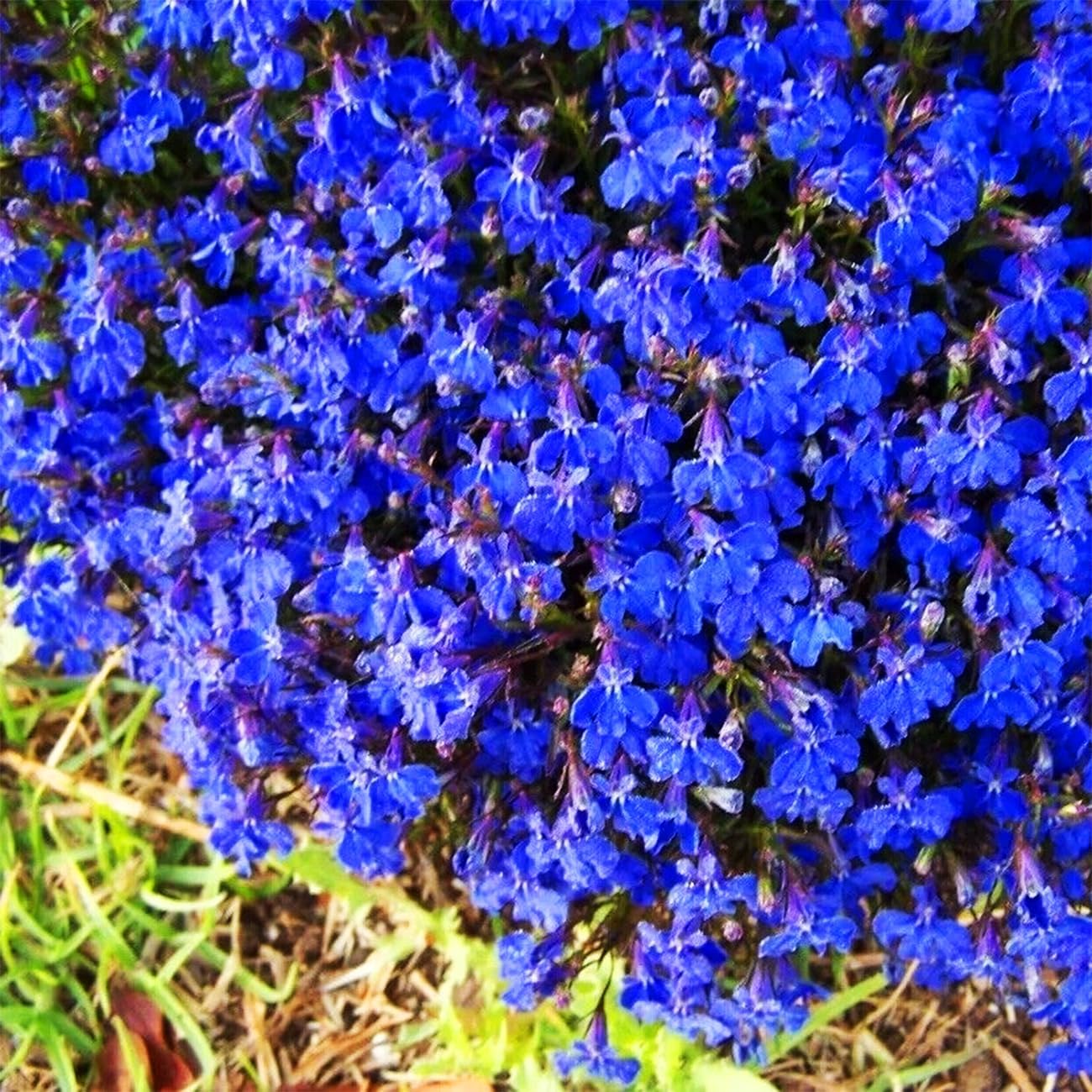 PureThyme Creeping Thyme Seeds Non-GMO
