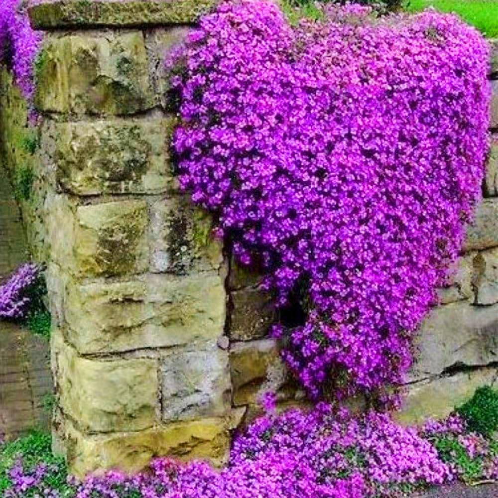 PureThyme Creeping Thyme Seeds Non-GMO